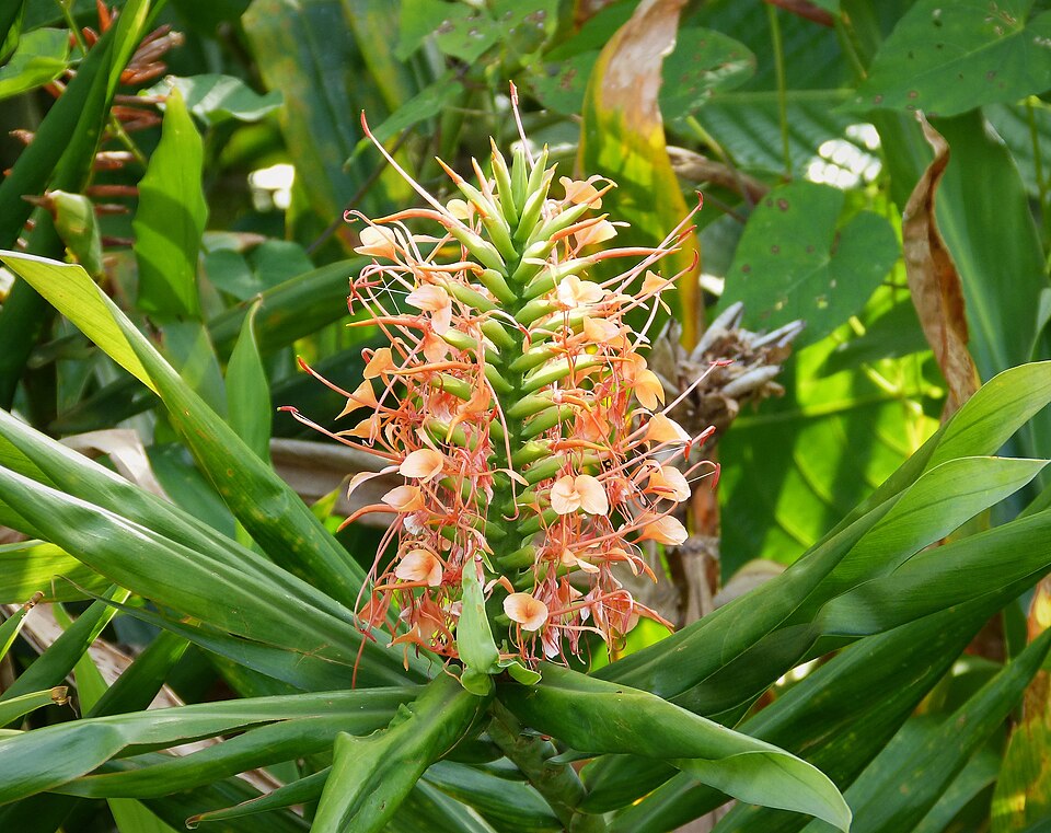 Hedychium (Garland lillies) (alternate view 2)