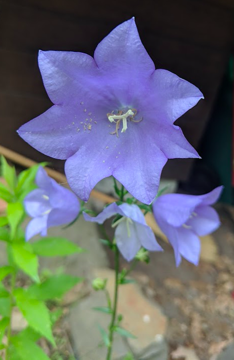 Campanula intercedens (intermediate bellflower) (alternate view 6)