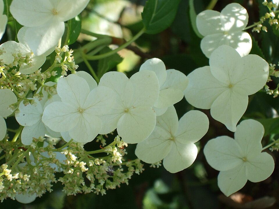 Hydrangea anomala subsp. petiolaris (Climbing Hydrangea) (alternate view 3)