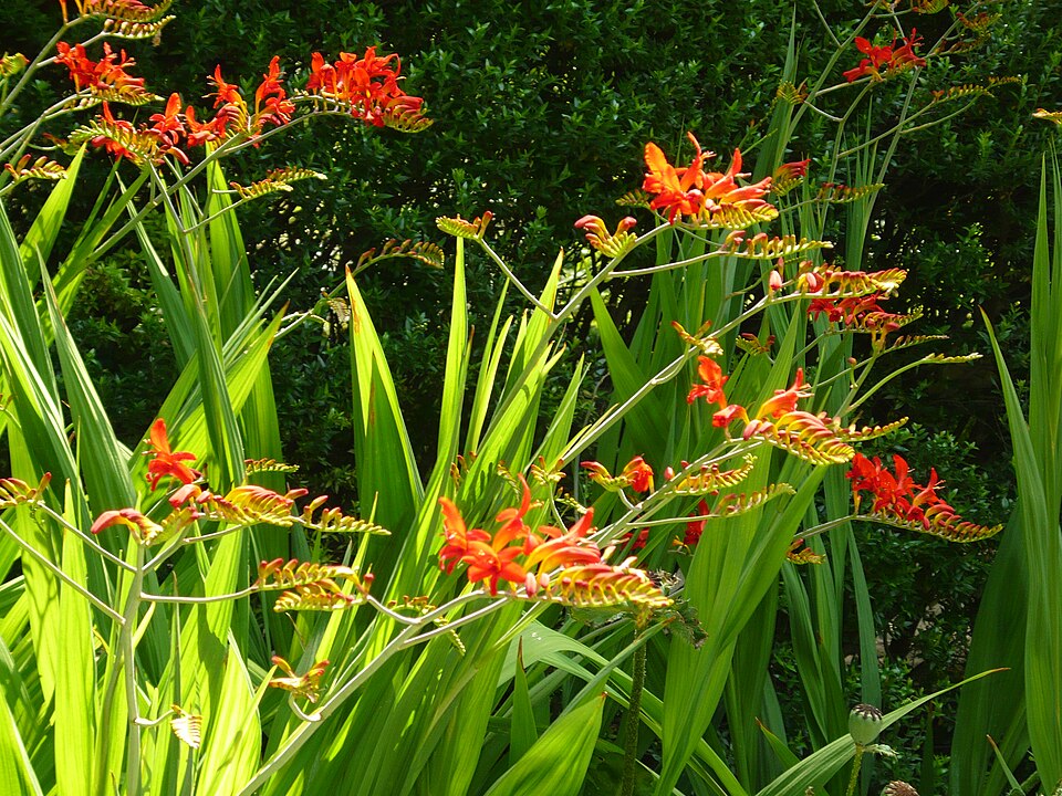 Crocosmia 'Lucifer' (Lucifer Crocosmia)