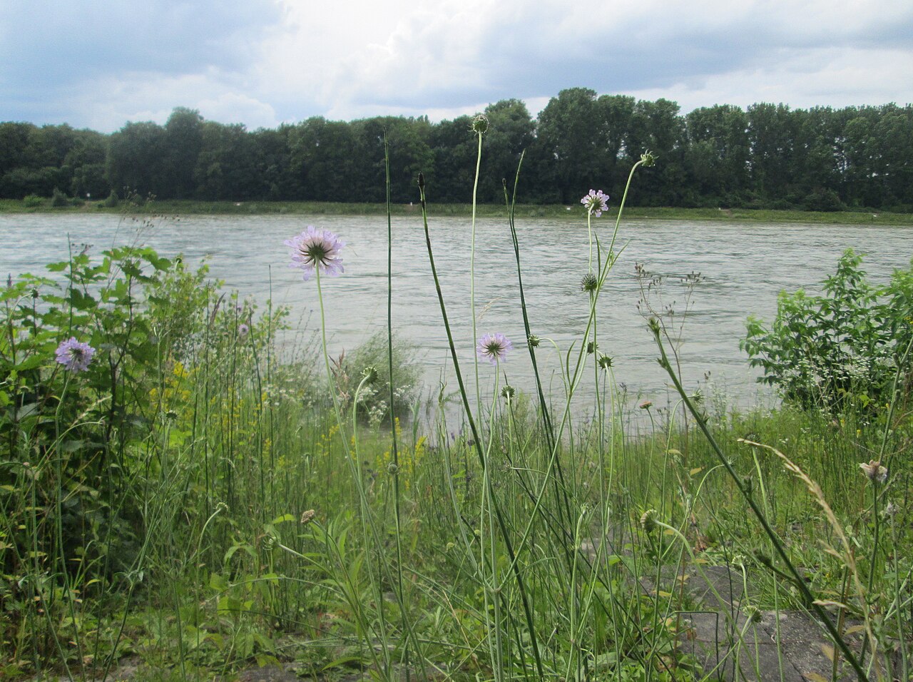 Scabiosa columbaria, Small scabious — clumping semi-evergreen (Caprifoliaceae) (image 8 of 10)