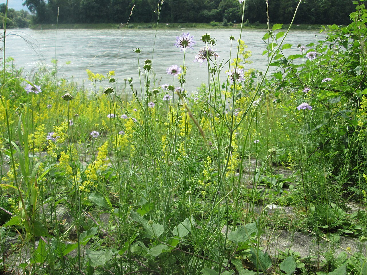 Scabiosa columbaria, Small scabious — clumping semi-evergreen (Caprifoliaceae) (image 9 of 10)