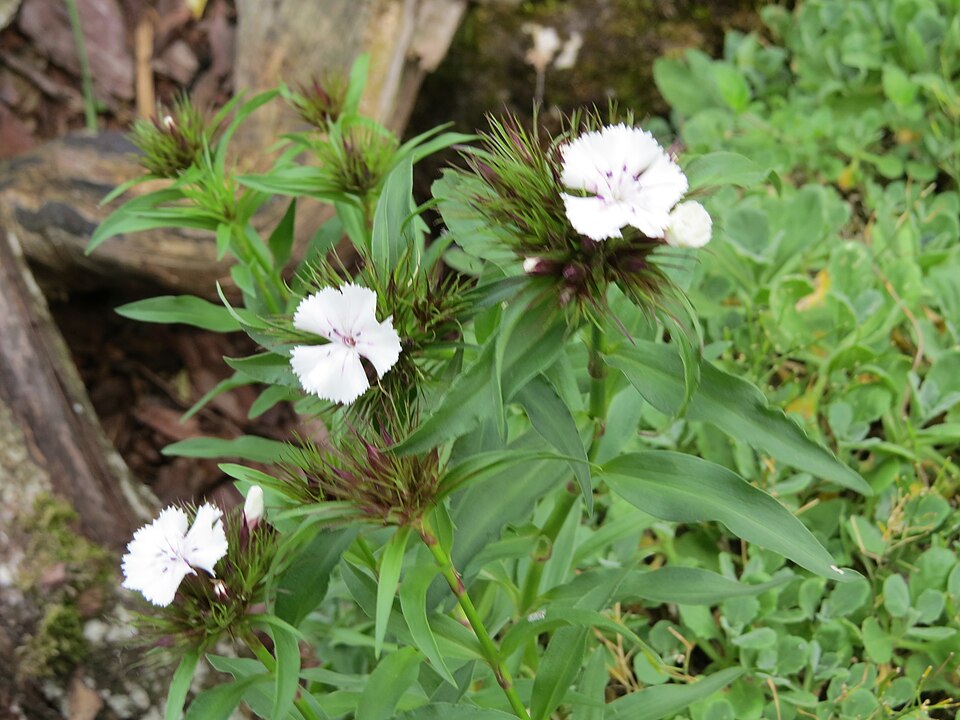 Dianthus barbatus (sweet William) (alternate view 7)
