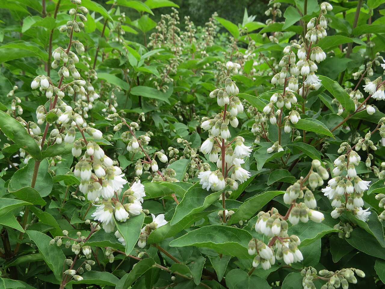 Deutzia scabra, Fuzzy deutzia — upright deciduous (Hydrangeaceae) (image 10 of 10)