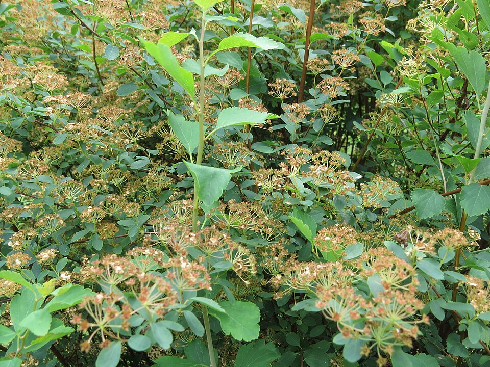 Spiraea (meadowsweets) (alternate view 5)