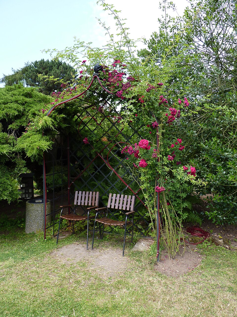 Rosa 'Chevy Chase' (alternate view 3)