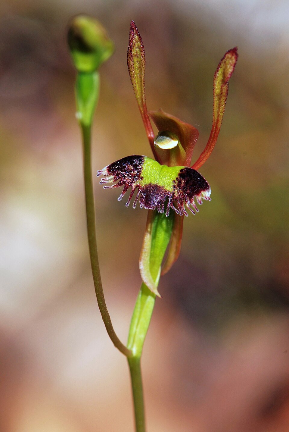 Leporella fimbriata (Hare Orchid) (alternate view 4)