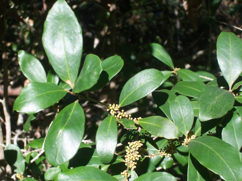 Myrsine variabilis (Variable Muttonwood) (alternate view 6)