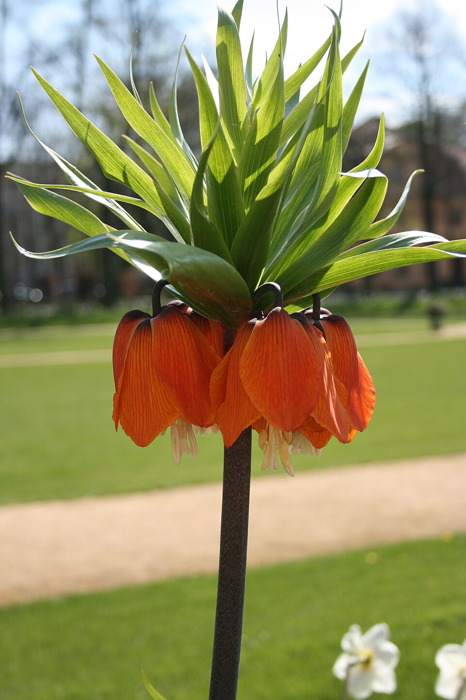 Fritillaria imperialis (crown imperial) (alternate view 8)