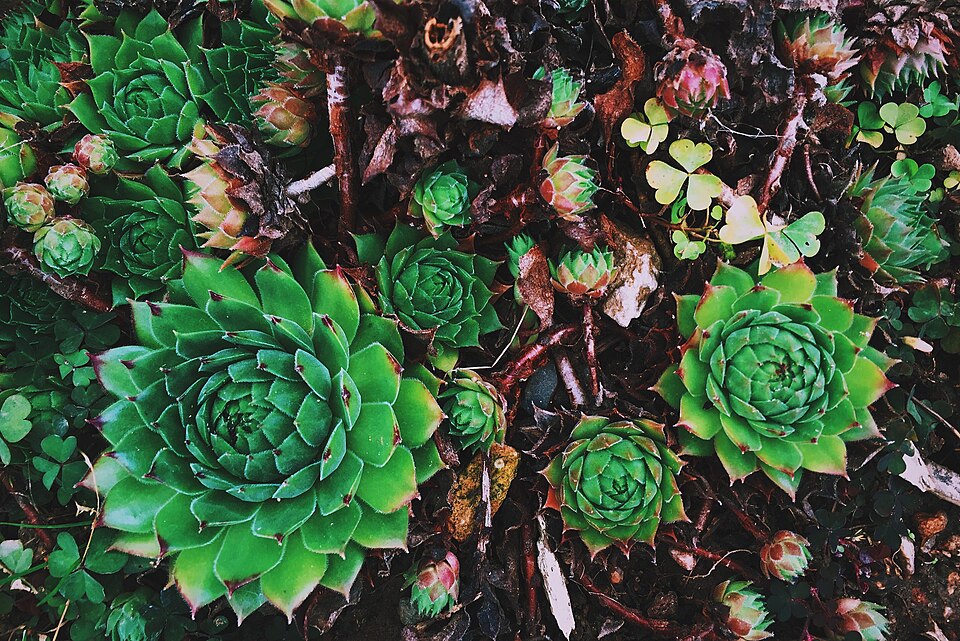 Sempervivum species & cvs (Houseleek) (alternate view 6)