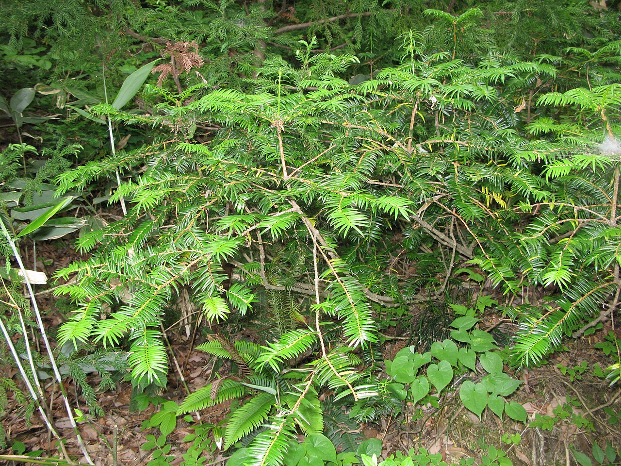 Torreya nucifera, Japanese nutmeg yew — upright evergreen (Taxaceae) (image 4 of 10)