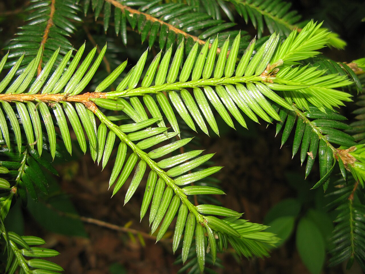 Torreya nucifera, Japanese nutmeg yew — upright evergreen (Taxaceae) (image 5 of 10)