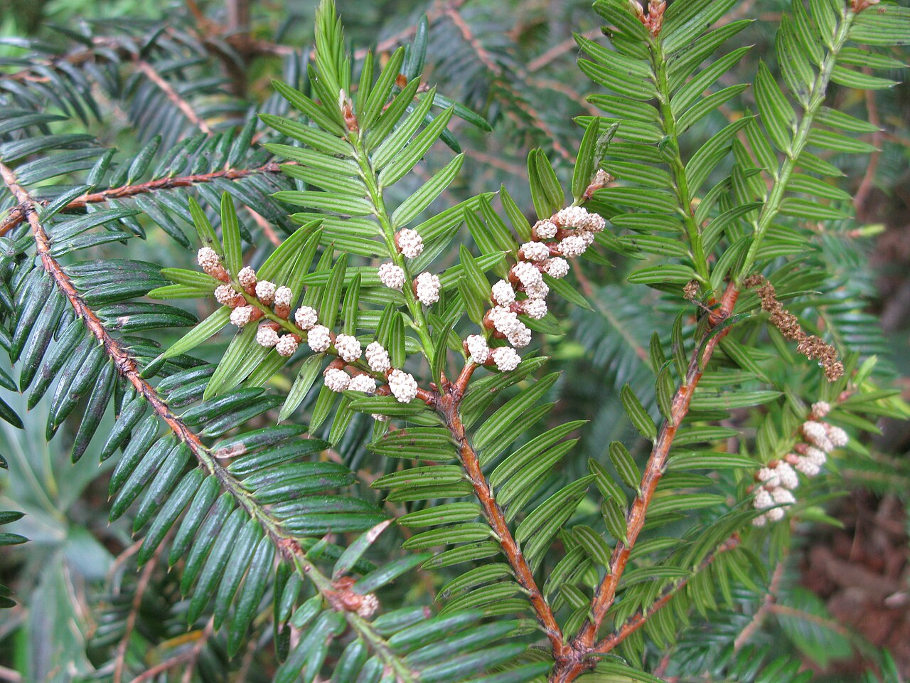Torreya nucifera, Japanese nutmeg yew — upright evergreen (Taxaceae) (image 6 of 10)