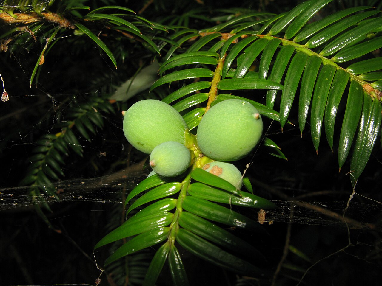 Torreya nucifera, Japanese nutmeg yew — upright evergreen (Taxaceae) (image 7 of 10)