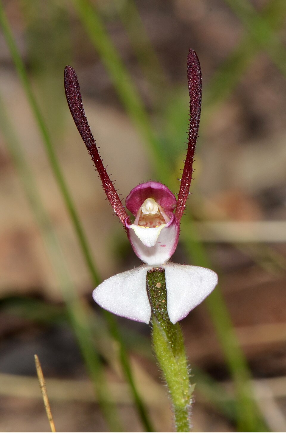 Leptoceras menziesii (Rabbit Orchid) (alternate view 3)