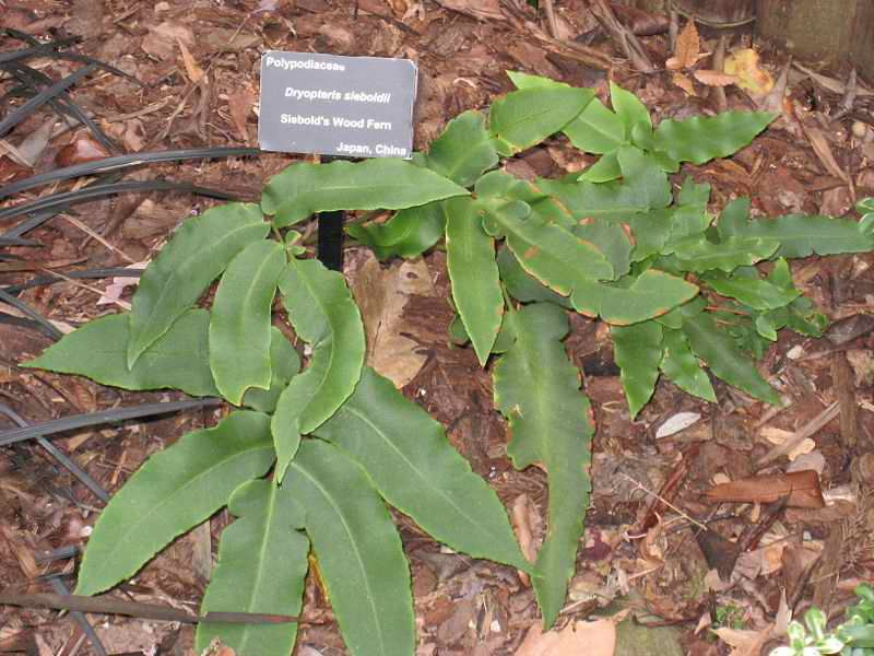 Dryopteris sieboldii (alternate view 3)