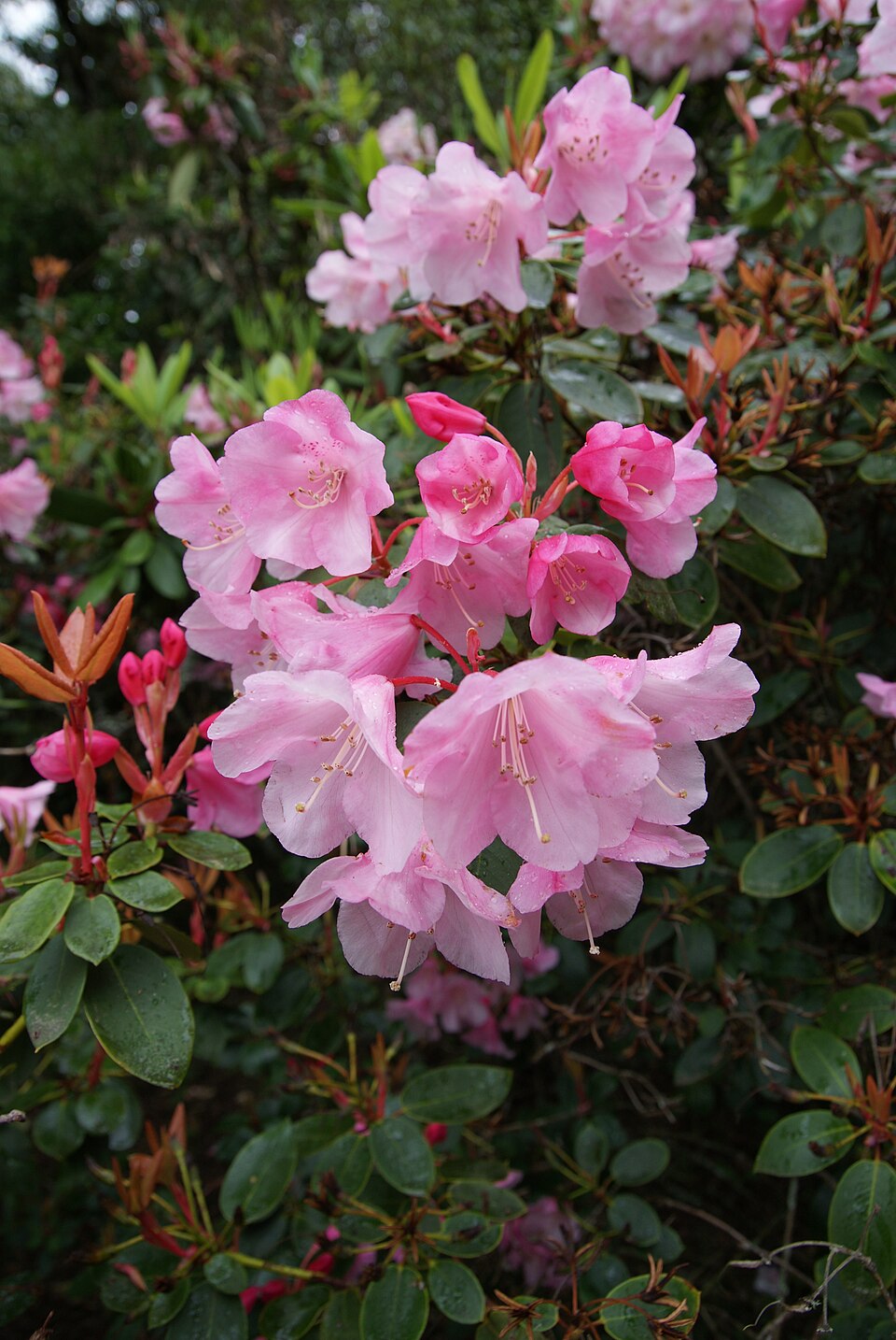 Rhododendron 'Bow Bells' (Bow Bells Rhododendron) (alternate view 2)