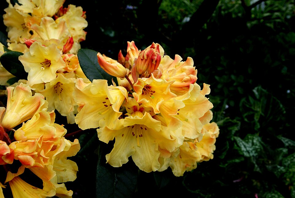 Rhododendron 'Nancy Evans' (Nancy Evans Rhododendron) (alternate view 5)
