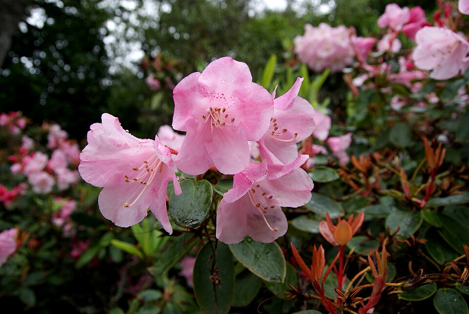 Rhododendron 'Bow Bells' (Bow Bells Rhododendron) (alternate view 3)