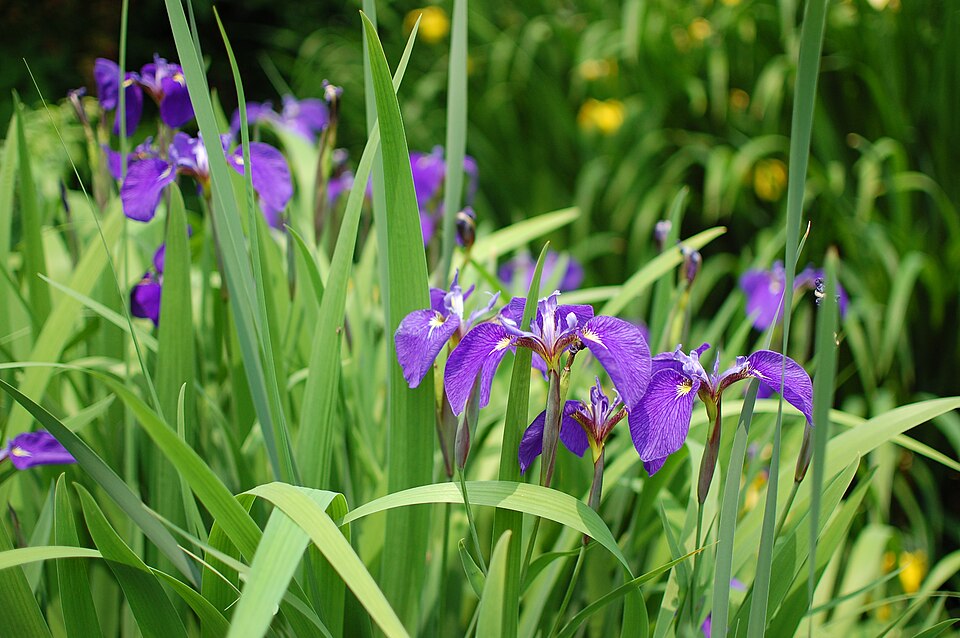 Iris setosa (Beachhead Iris) (alternate view 7)