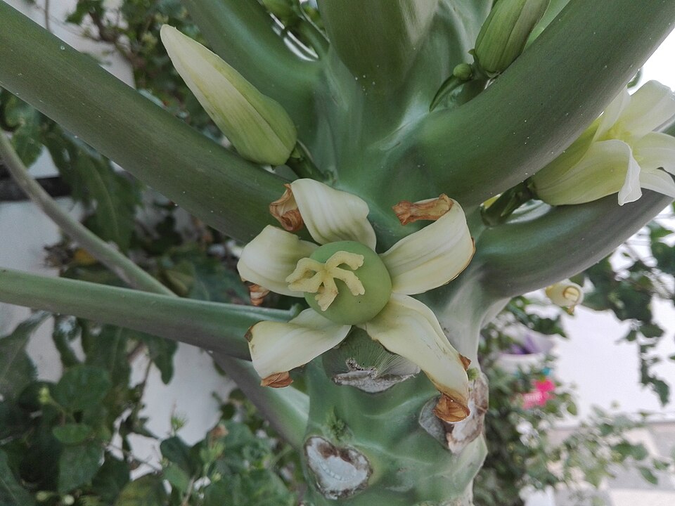 Carica (Papaya)