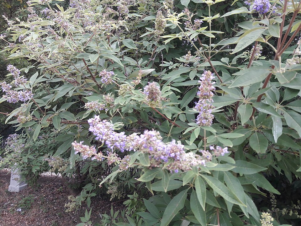 Vitex agnus-castus (chaste tree) (alternate view 8)