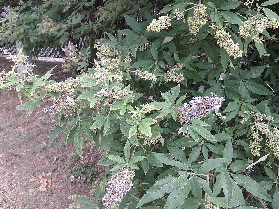 Vitex agnus-castus (chaste tree) (alternate view 9)