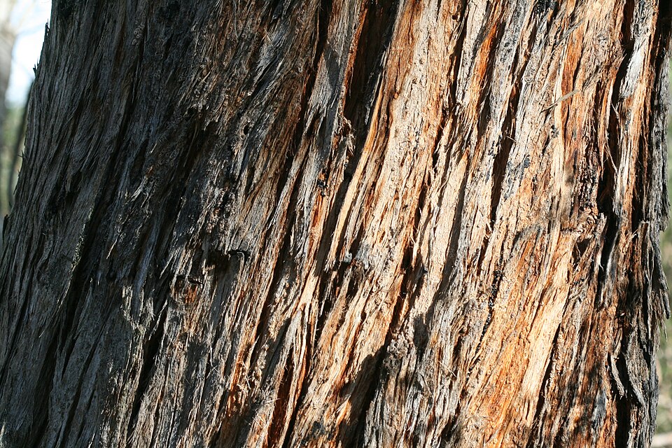 Eucalyptus obliqua (Messmate Stringybark) (alternate view 6)