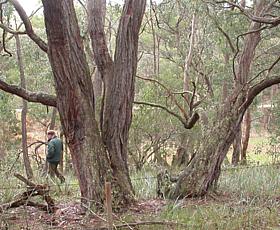 Eucalyptus obliqua (Messmate Stringybark) (alternate view 7)