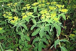 Euphorbia oblongata (eggleaf spurge)
