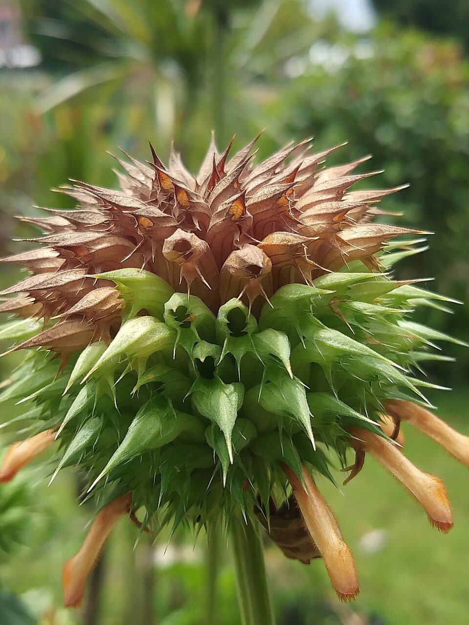 Leonotis (lion's ears) (alternate view 3)
