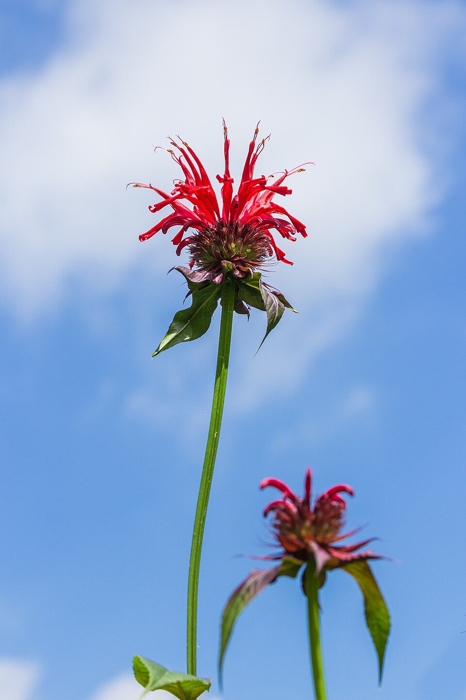 Monarda didyma 'Jacob Cline' (Jacob Cline Bee Balm) (alternate view 4)