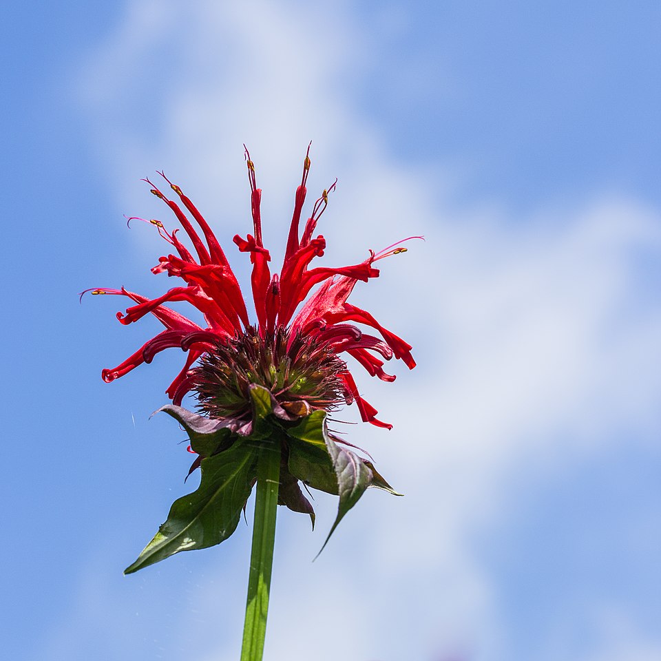 Monarda didyma 'Jacob Cline' (Jacob Cline Bee Balm) (alternate view 5)