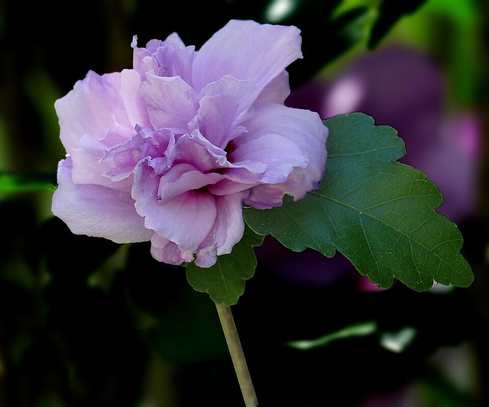 Hibiscus syriacus 'Ardens' (Ardens Rose of Sharon) (alternate view 3)