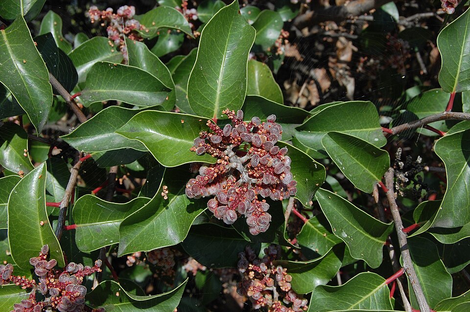 Rhus ovata (sugar bush) (alternate view 10)
