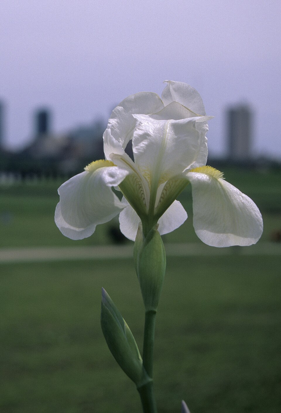 Iris florentina (Florentine iris) (alternate view 8)