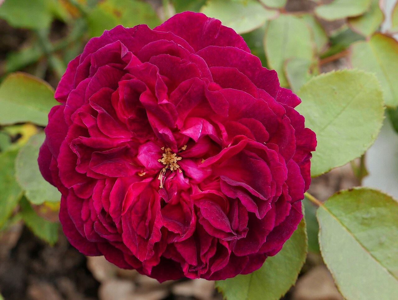 Rosa 'Munstead Wood', Rose 'Munstead Wood' — upright deciduous (Rosaceae) (image 3 of 10)
