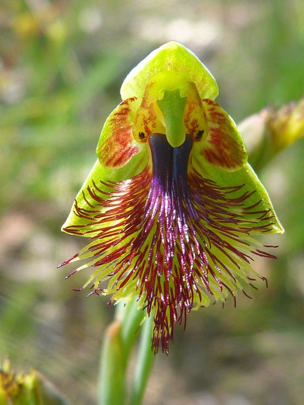 Calochilus campestris (copper beard orchid) (alternate view 6)