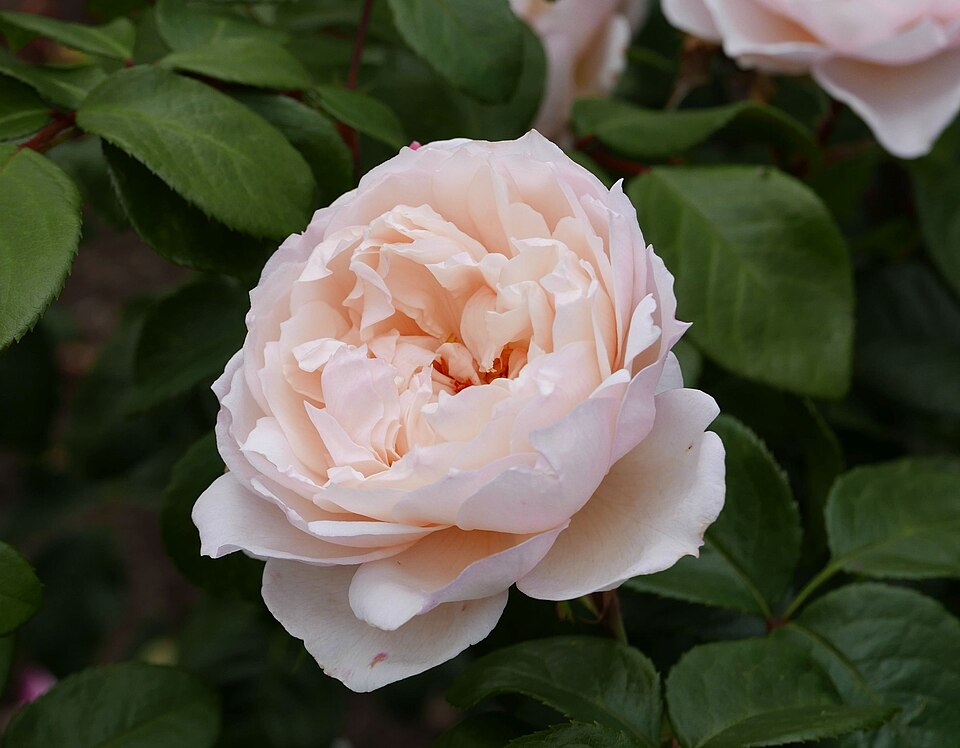 Rosa 'The Generous Gardener' (The Generous Gardener Rose)