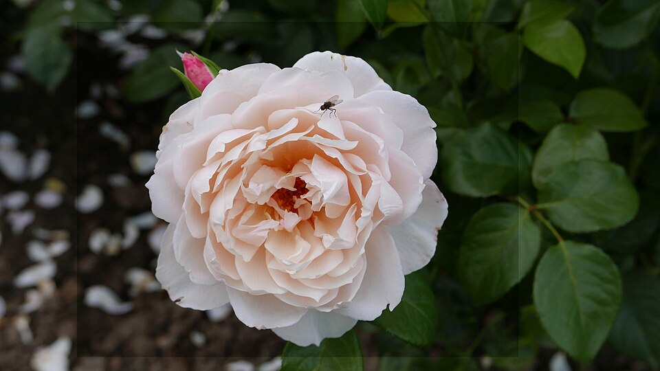 Rosa 'The Generous Gardener' (The Generous Gardener Rose) (alternate view 2)