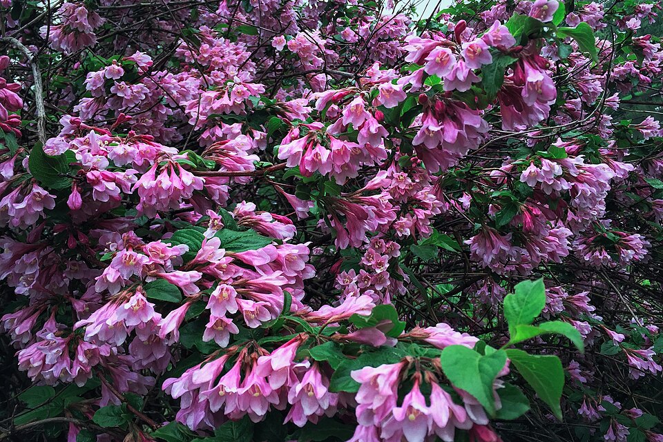 Weigela (Weigela bushes) (alternate view 3)