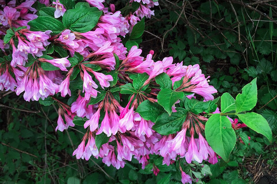 Weigela (Weigela bushes) (alternate view 4)