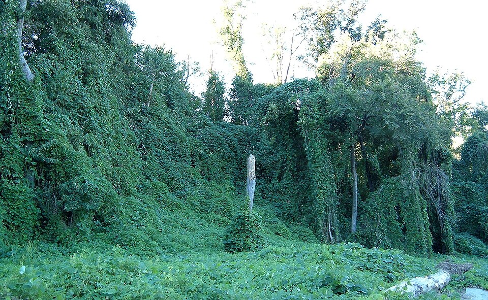Pueraria montana (kudzu) (alternate view 7)