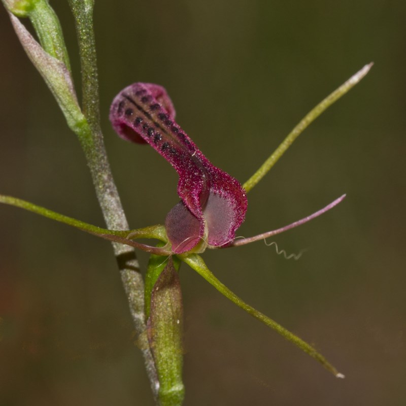 Cryptostylis leptochila (small tongue-orchid) (alternate view 8)