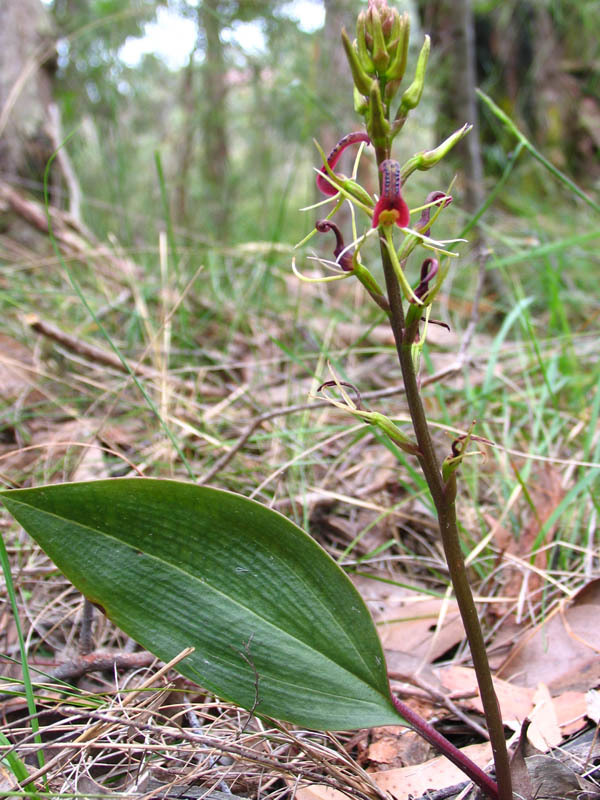 Cryptostylis leptochila (small tongue-orchid) (alternate view 9)