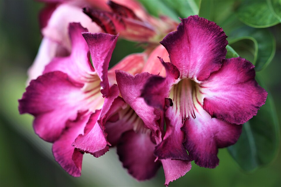 Adenium (alternate view 5)