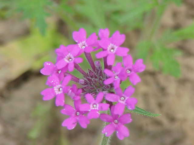 Glandularia canadensis (rose vervain) (alternate view 6)