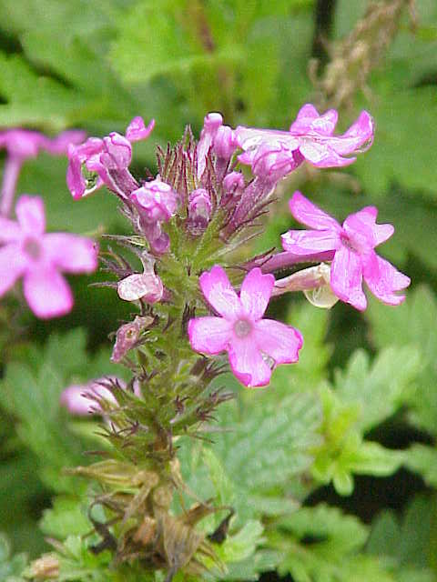 Glandularia canadensis (rose vervain) (alternate view 7)