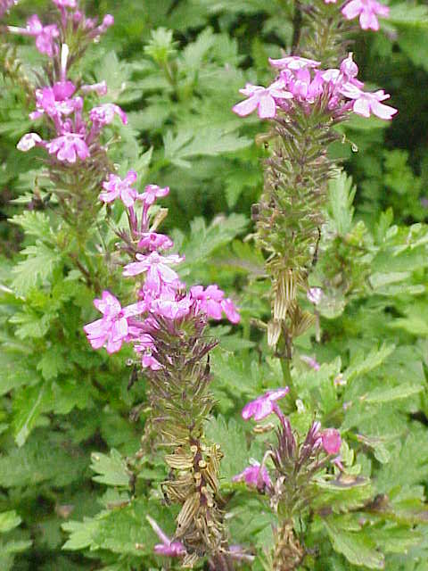 Glandularia canadensis (rose vervain) (alternate view 8)