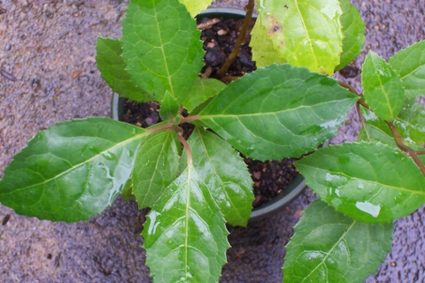 Hedycarya angustifolia (Australian mulberry)